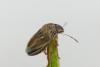 Neottiglossa leporina